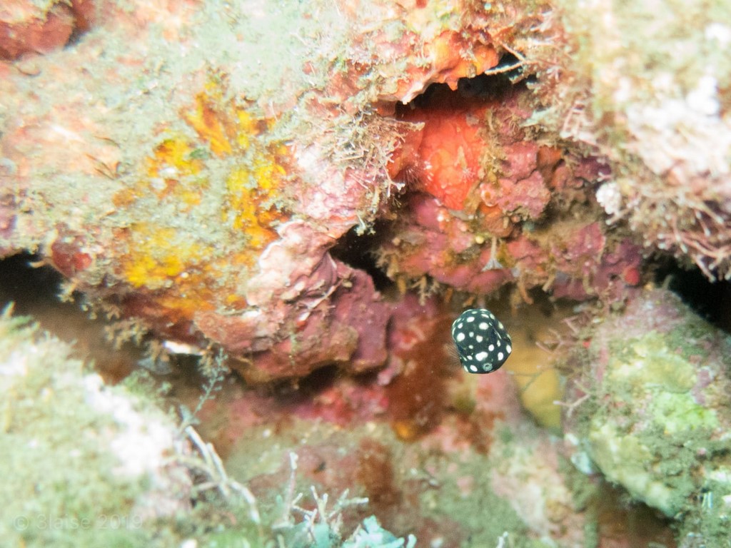 infini plongee guadeloupe ssi