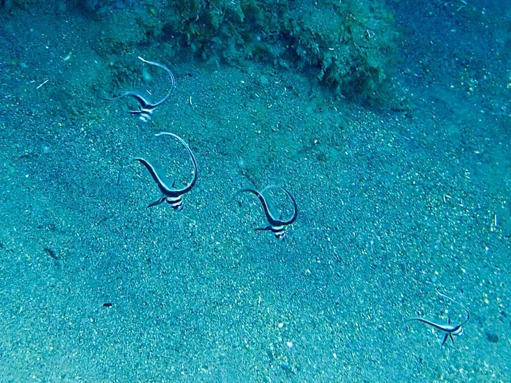 formation plongee niveau 1