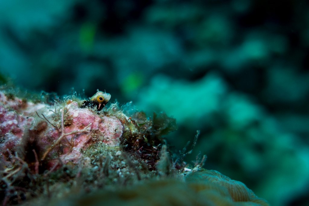 guadeloupe centre de plongee