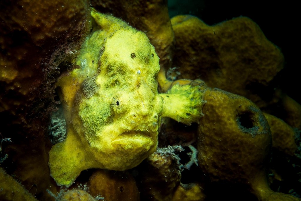 infini plongee guadeloupe