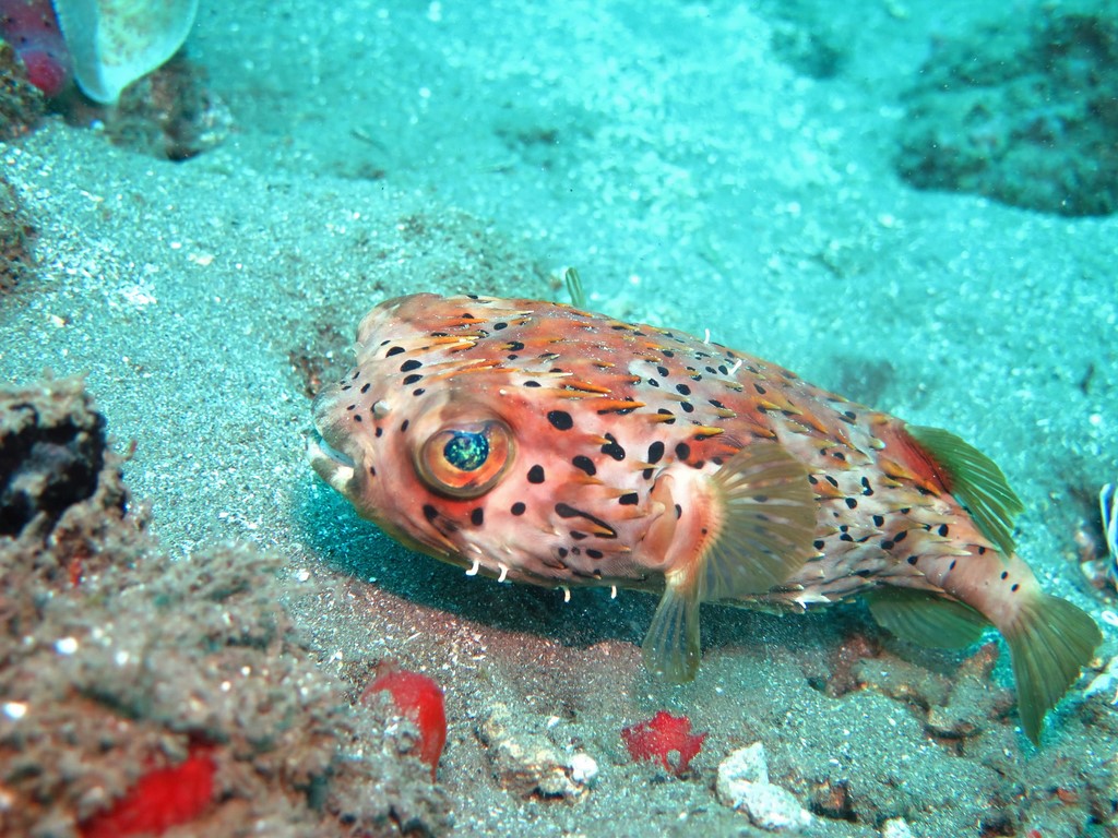 poisson coffre guadeloupe