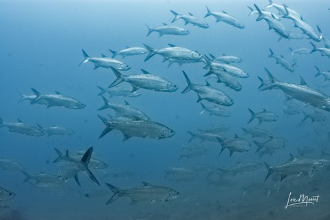 tarpons