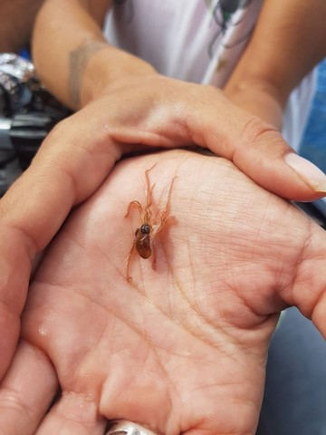 formation ssi guadeloupe