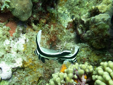 exploration plongee guadeloupe bébé chevalier