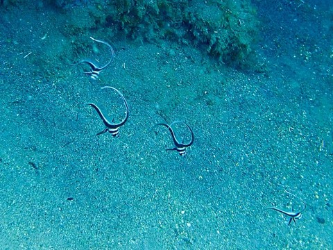 formation plongee niveau 1