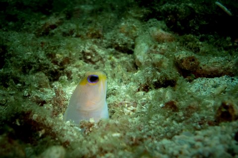 formation plongee guadeloupe