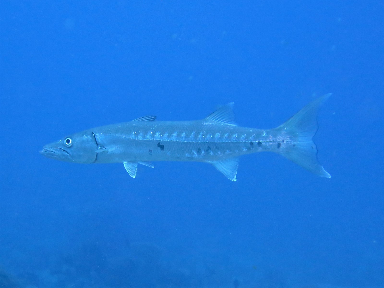 Barracuda